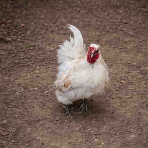 Coq type pékin #1