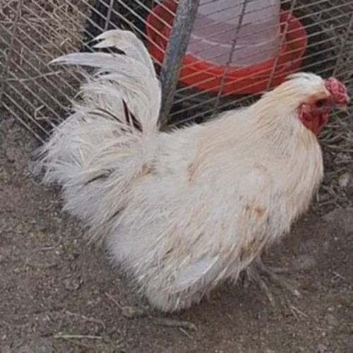 Coq type pékin