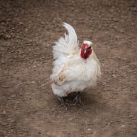 Coq type pékin #1