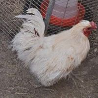 Coq type pékin #0