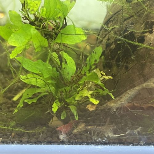 Crevettes avec aquarium en bon état #3