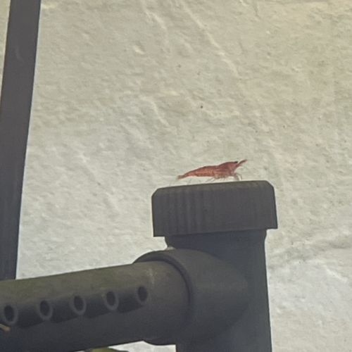 Crevettes avec aquarium en bon état #4