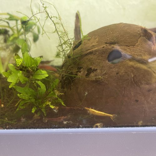 Crevettes avec aquarium en bon état #5