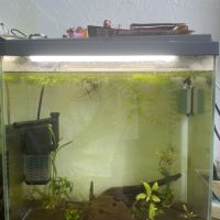 Crevettes avec aquarium en bon état #1