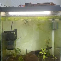 Crevettes avec aquarium en bon état