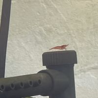 Crevettes avec aquarium en bon état #4