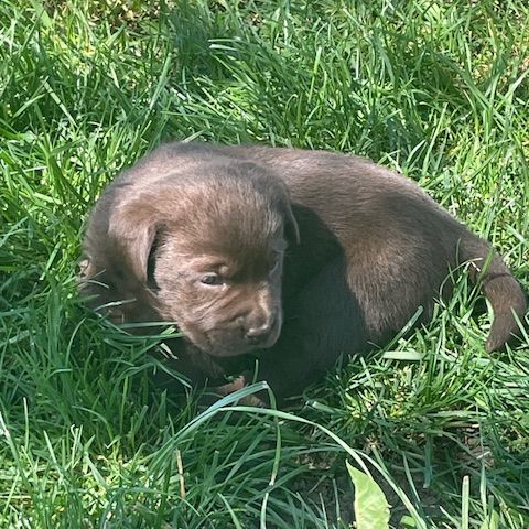 Chiot labrador, élevage familial #0