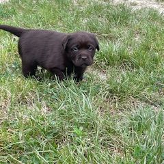 Chiot labrador, élevage familial #2