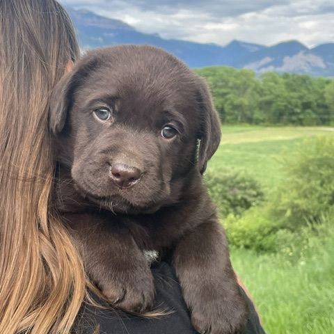 Chiot labrador, élevage familial