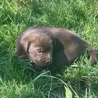 Chiot labrador, élevage familial