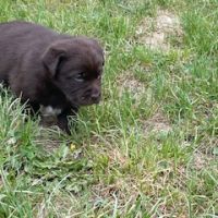 Chiot labrador, élevage familial #3