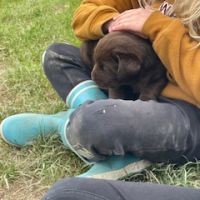 Chiot labrador, élevage familial #4