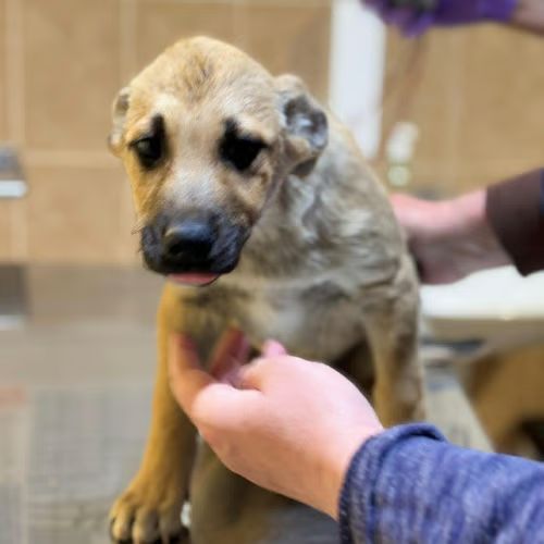 Bébé jacky à adopter #2