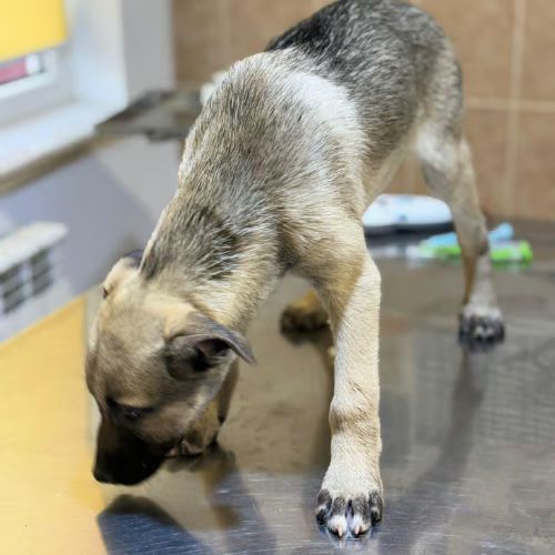 Bébé jacky à adopter #3