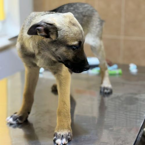 Bébé jacky à adopter #5