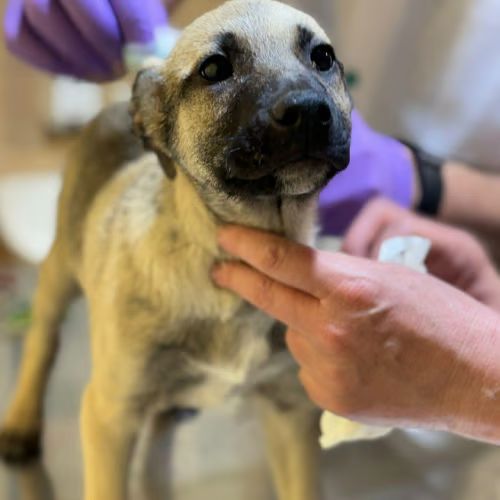 Bébé jacky à adopter #6