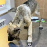 Bébé jacky à adopter #3