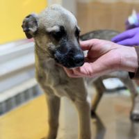 Bébé jacky à adopter