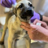 Bébé jacky à adopter #6