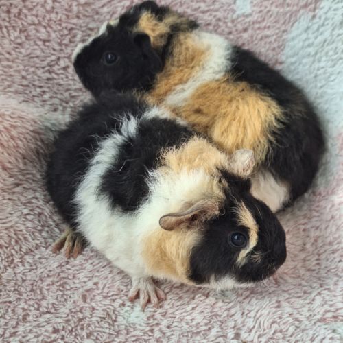 Bébés femelles us teddy pure race