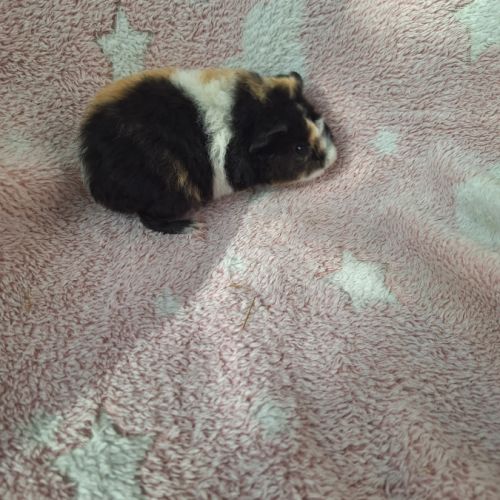 Bébés femelles us teddy pure race #2