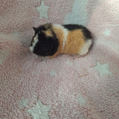 Bébés femelles us teddy pure race #3