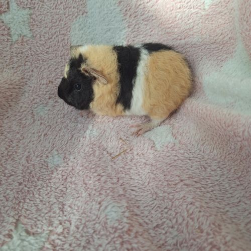 Bébés femelles us teddy pure race #4