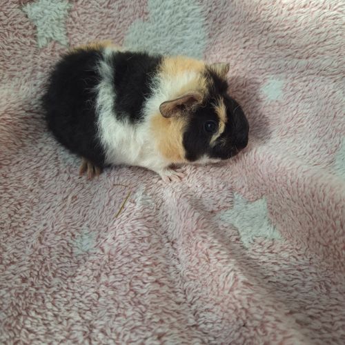 Bébés femelles us teddy pure race #5