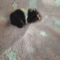 Bébés femelles us teddy pure race #2