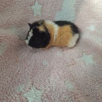 Bébés femelles us teddy pure race #3