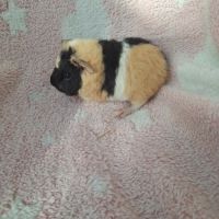 Bébés femelles us teddy pure race #4