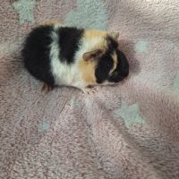 Bébés femelles us teddy pure race #5