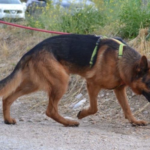 Urko 2 ans, superbe berger allemand #1