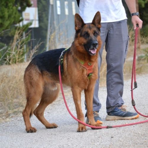 Urko 2 ans, superbe berger allemand #2