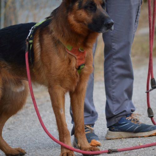Urko 2 ans, superbe berger allemand #3