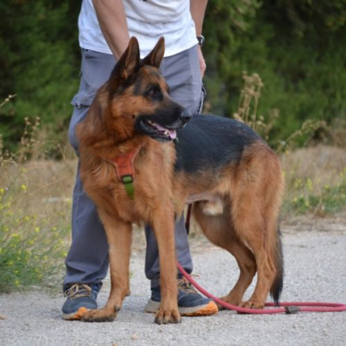 Urko 2 ans, superbe berger allemand #0