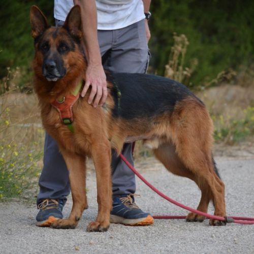 Urko 2 ans, superbe berger allemand #5