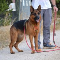 Urko 2 ans, superbe berger allemand #2