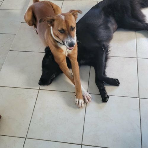 Aloka le beau gosse créole #1