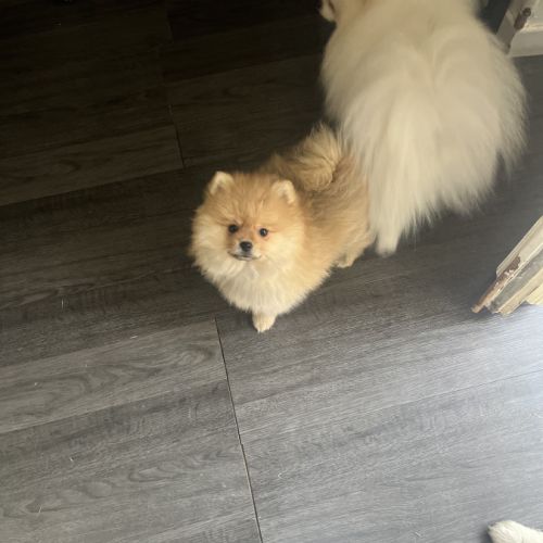 Spitz nain pomeranien #0