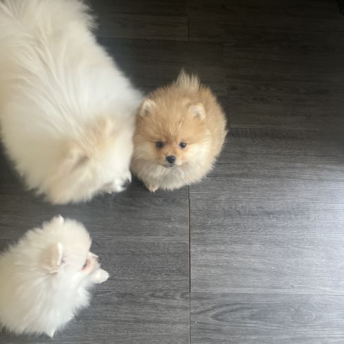 Spitz nain pomeranien #2