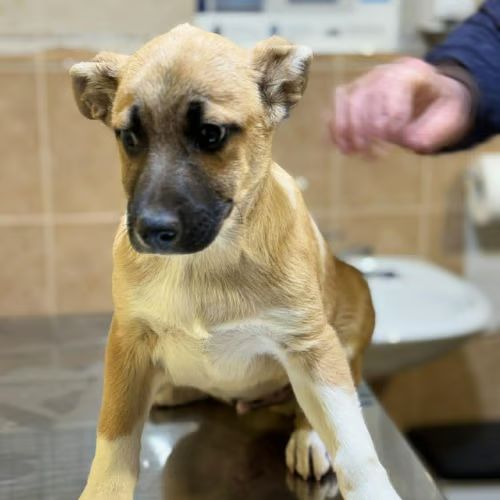 Eddi bébé chien à adopter #2