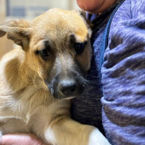 Eddi bébé chien à adopter #3