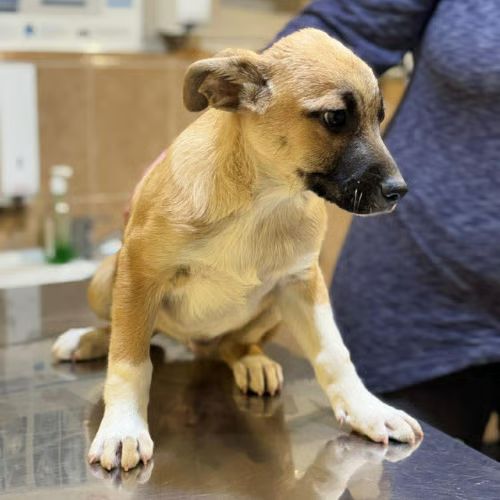 Eddi bébé chien à adopter #5