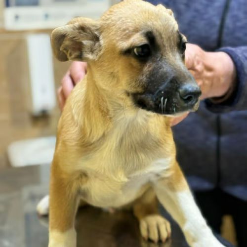 Eddi bébé chien à adopter #0