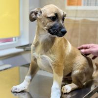 Eddi bébé chien à adopter #1