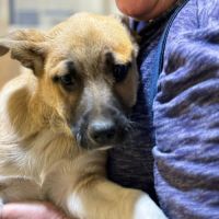 Eddi bébé chien à adopter #3