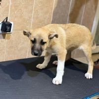 Eddi bébé chien à adopter #4