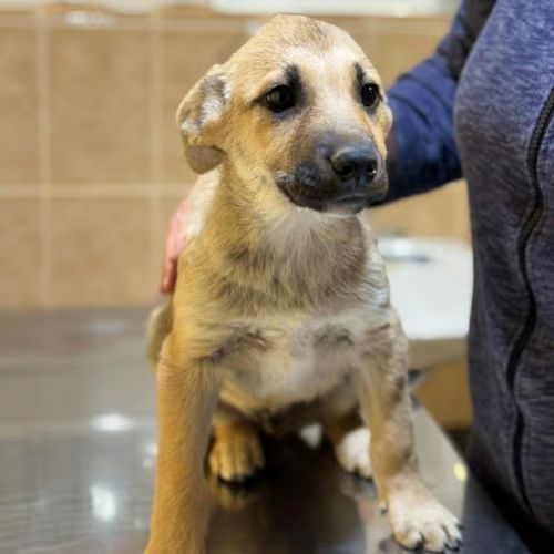 Mike chiot à adopter #1