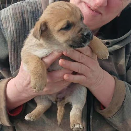 Mike chiot à adopter #2